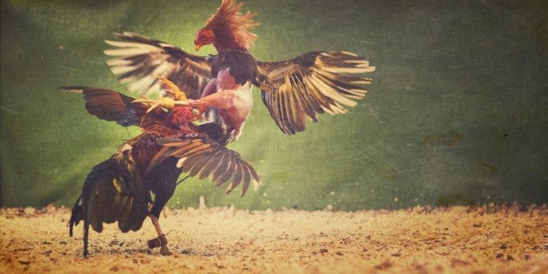 Sảnh Digmaan là sảnh cược được hội viên ưa chuộng