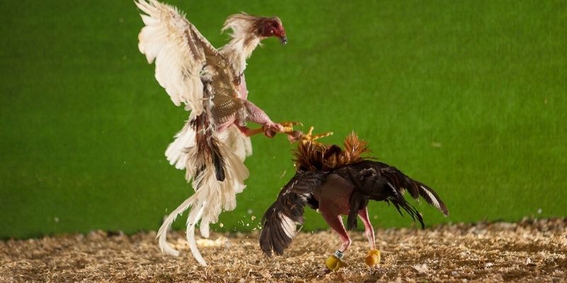 4 điểm tạo nên thành công Sảnh Digmaan ngày nay