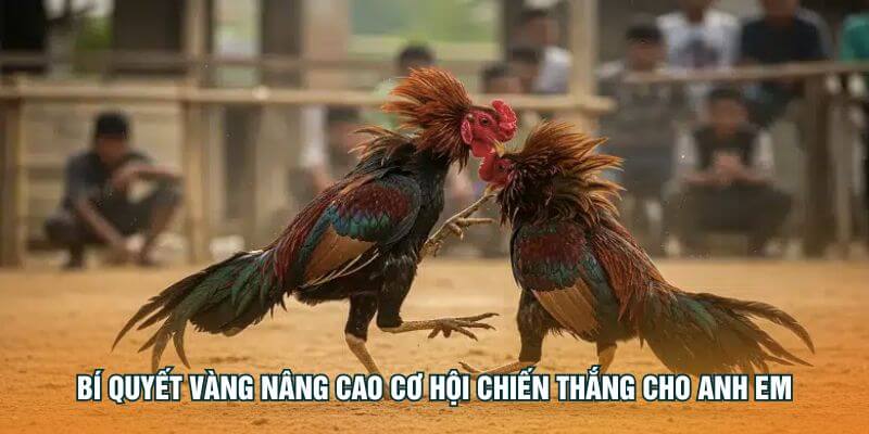 Bí quyết vàng nâng cao cơ hội chiến thắng cho anh em Bí quyết vàng nâng cao cơ hội chiến thắng cho anh em