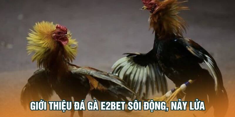 Giới thiệu đá gà E2Bet sôi động, nảy lửa